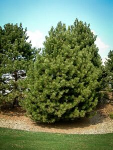 Сосна Чёрная (Pinus Nigra) купить по цене от 270.00р. в интернет-магазине «Посадика» с доставкой почтой в в Вихоревкае и по всей России – [изображение №1].