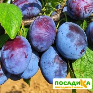 Слива Чачакская ранняя купить по цене от 229.00р. в интернет-магазине «Посадика» с доставкой почтой в в Вихоревкае и по всей России – [изображение №1].