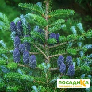 Пихта корейская (Abies koreana) купить по цене от 450.00р. в интернет-магазине «Посадика» с доставкой почтой в в Вихоревкае и по всей России – [изображение №1].