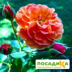 Роза Арабия купить по цене от 350.00р. в интернет-магазине «Посадика» с доставкой почтой в в Вихоревкае и по всей России – [изображение №1].