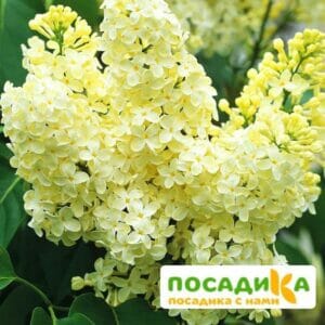 Сирень Примроуз (Primrose) купить по цене от 529.00р. в интернет-магазине «Посадика» с доставкой почтой в в Вихоревкае и по всей России – [изображение №1].