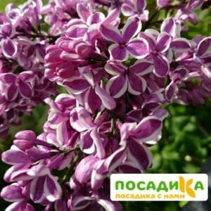 Сирень Сенсация купить по цене от 529.00р. в интернет-магазине «Посадика» с доставкой почтой в в Вихоревкае и по всей России – [изображение №1].