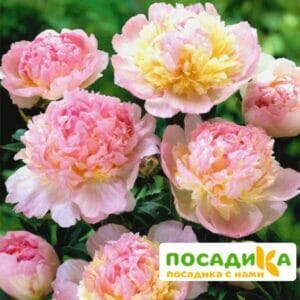 Пион Распберри Сандей (Paeonia Raspberry Sundae) купить по цене от 959р. в интернет-магазине «Посадика» с доставкой почтой в в Вихоревкае и по всей России – [изображение №1].