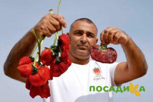 Клубника Гигант Джорнея купить по цене от 266р. в интернет-магазине «Посадика» с доставкой почтой в в Вихоревкае и по всей России – [изображение №1].