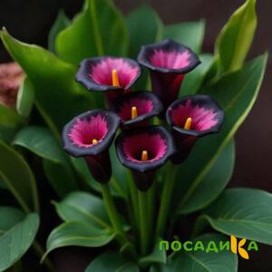 Калла Аура Лейс купить по цене от 400р. в интернет-магазине «Посадика» с доставкой почтой в в Вихоревкае и по всей России – [изображение №1].
