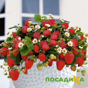 Клубника Рубиновый Шепот (горшечная) купить по цене от 240р. в интернет-магазине «Посадика» с доставкой почтой в в Вихоревкае и по всей России – [изображение №1].