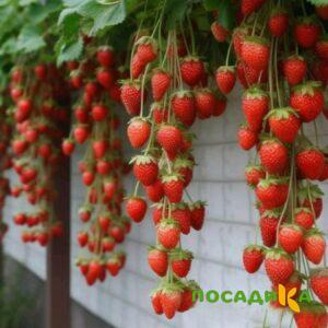 Клубника вьющаяся Комплимент купить по цене от 470р. в интернет-магазине «Посадика» с доставкой почтой в в Вихоревкае и по всей России – [изображение №1].
