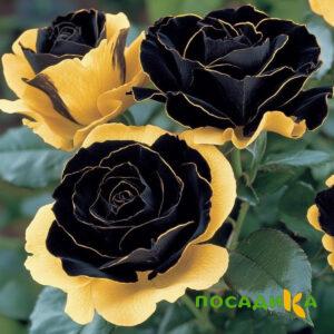 Роза Ханни Сикл купить по цене от 700р. в интернет-магазине «Посадика» с доставкой почтой в в Вихоревкае и по всей России – [изображение №1].