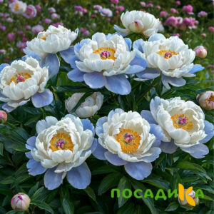 Пион акварельный Этюд купить по цене от 806р. в интернет-магазине «Посадика» с доставкой почтой в в Вихоревкае и по всей России – [изображение №1].