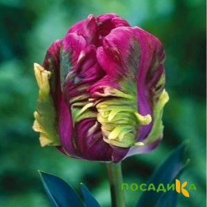 Тюльпан Экзотик Хэвен купить по цене от 186р. в интернет-магазине «Посадика» с доставкой почтой в в Вихоревкае и по всей России – [изображение №1].