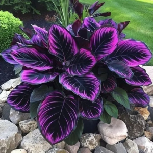 Хоста Люминоза купить по цене от 450р. в интернет-магазине «Посадика» с доставкой почтой в в Вихоревкае и по всей России – [изображение №1].