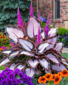 Хоста Кримэн Дрим купить по цене от 549р. в интернет-магазине «Посадика» с доставкой почтой в в Вихоревкае и по всей России – [изображение №1].