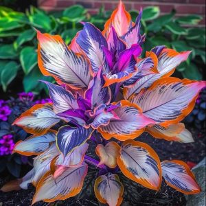 Хоста Эмеральд Тиара купить по цене от 602р. в интернет-магазине «Посадика» с доставкой почтой в в Вихоревкае и по всей России – [изображение №1].