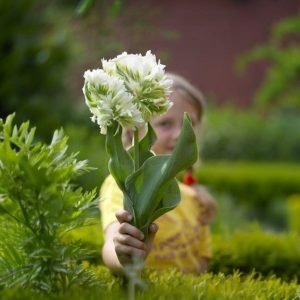 Тюльпан Супер Пэррот купить по цене от 360р. в интернет-магазине «Посадика» с доставкой почтой в в Вихоревкае и по всей России – [изображение №1].