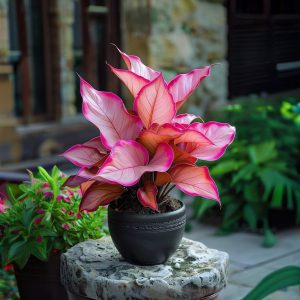 Хоста Розовая Симфония купить по цене от 800р. в интернет-магазине «Посадика» с доставкой почтой в в Вихоревкае и по всей России – [изображение №1].