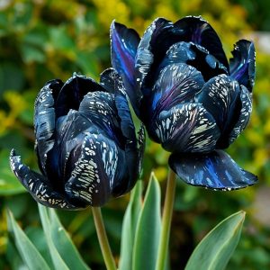 Тюльпан Блю Фог купить по цене от 500р. в интернет-магазине «Посадика» с доставкой почтой в в Вихоревкае и по всей России – [изображение №1].