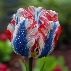 Тюльпан Ремс Сенсейшн купить по цене от 219р. в интернет-магазине «Посадика» с доставкой почтой в в Вихоревкае и по всей России – [изображение №1].