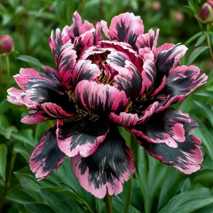 Пион Дроп Руби купить по цене от 469р. в интернет-магазине «Посадика» с доставкой почтой в в Вихоревкае и по всей России – [изображение №1].