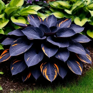 Хоста Умбра купить по цене от 349р. в интернет-магазине «Посадика» с доставкой почтой в в Вихоревкае и по всей России – [изображение №1].