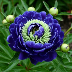 Пион Дримвивер купить по цене от 417р. в интернет-магазине «Посадика» с доставкой почтой в в Вихоревкае и по всей России – [изображение №1].