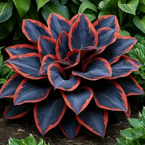 Хоста Солнечный Агат купить по цене от 440р. в интернет-магазине «Посадика» с доставкой почтой в в Вихоревкае и по всей России – [изображение №1].