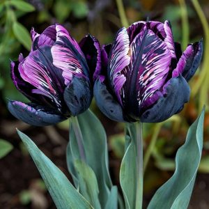 Тюльпан Блэк Каньон купить по цене от 305р. в интернет-магазине «Посадика» с доставкой почтой в в Вихоревкае и по всей России – [изображение №1].