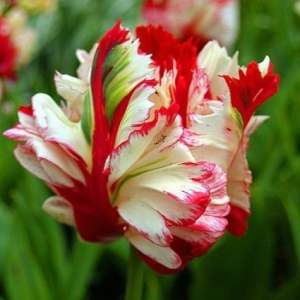 Тюльпан Эстелла Рижнвельд купить по цене от 500р. в интернет-магазине «Посадика» с доставкой почтой в в Вихоревкае и по всей России – [изображение №1].