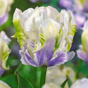 Тюльпан Уайт Лизарт купить по цене от 360р. в интернет-магазине «Посадика» с доставкой почтой в в Вихоревкае и по всей России – [изображение №1].