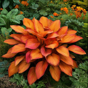 Хоста Солнечный Нектар купить по цене от 605р. в интернет-магазине «Посадика» с доставкой почтой в в Вихоревкае и по всей России – [изображение №1].