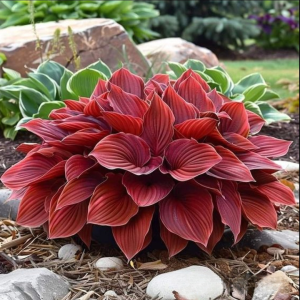 Хоста Рэд Эйнджл купить по цене от 549р. в интернет-магазине «Посадика» с доставкой почтой в в Вихоревкае и по всей России – [изображение №1].