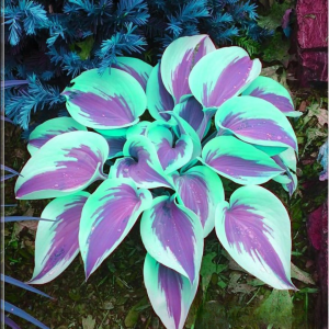 Хоста Висперин Бьюти купить по цене от 379р. в интернет-магазине «Посадика» с доставкой почтой в в Вихоревкае и по всей России – [изображение №1].