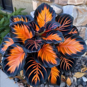 Хоста Сикрет Форест купить по цене от 601р. в интернет-магазине «Посадика» с доставкой почтой в в Вихоревкае и по всей России – [изображение №1].