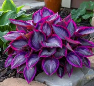 Хоста Сикрет Гарденс купить по цене от 549р. в интернет-магазине «Посадика» с доставкой почтой в в Вихоревкае и по всей России – [изображение №1].