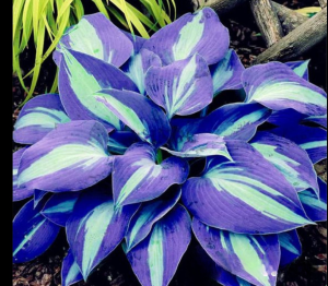 Хоста Аурелия купить по цене от 450р. в интернет-магазине «Посадика» с доставкой почтой в в Вихоревкае и по всей России – [изображение №1].