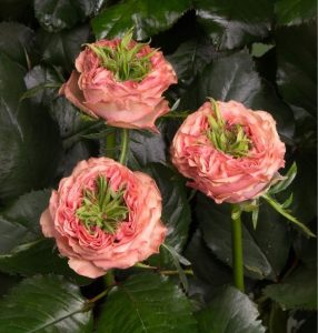 Роза Амбер Инчант купить по цене от 495р. в интернет-магазине «Посадика» с доставкой почтой в в Вихоревкае и по всей России – [изображение №1].