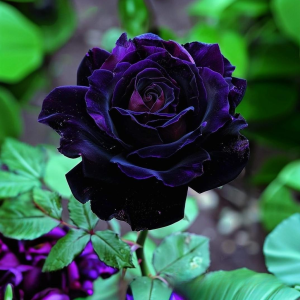 Роза Блэк Пантер купить по цене от 319р. в интернет-магазине «Посадика» с доставкой почтой в в Вихоревкае и по всей России – [изображение №1].