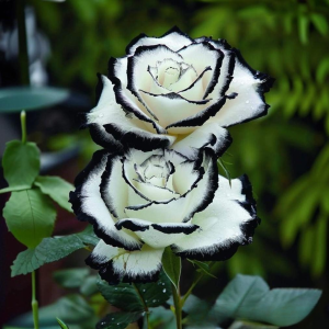 Роза Силк Ивин купить по цене от 319р. в интернет-магазине «Посадика» с доставкой почтой в в Вихоревкае и по всей России – [изображение №1].