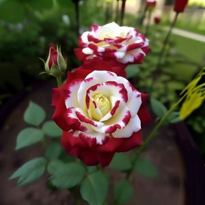 Роза Роял Глом купить по цене от 401р. в интернет-магазине «Посадика» с доставкой почтой в в Вихоревкае и по всей России – [изображение №1].