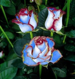 Роза Сафайер Пэтл купить по цене от 450р. в интернет-магазине «Посадика» с доставкой почтой в в Вихоревкае и по всей России – [изображение №1].